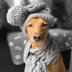 cachorro de gorro