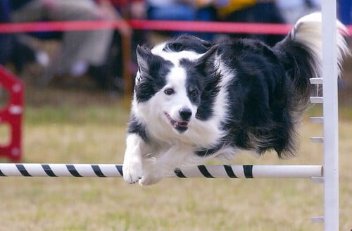 border collie