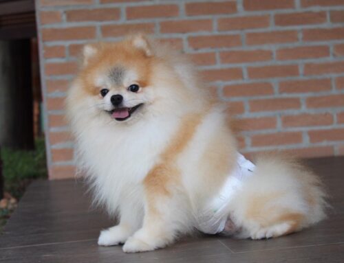 O fim do XIXI FORA DO LUGAR!