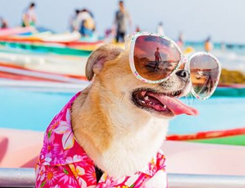 Verão – Cuidados com os pelos e a pele dos pets