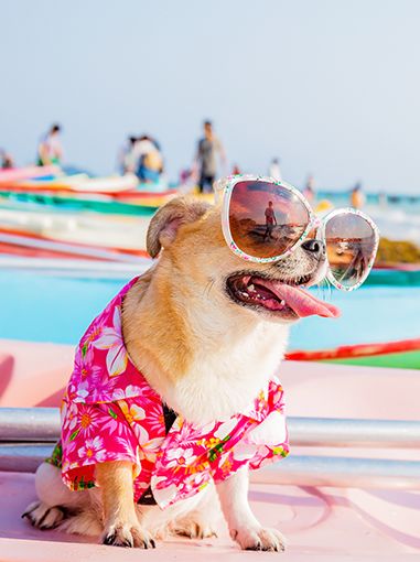 Verão - Cuidados com os Pelos e a Pele dos Pets