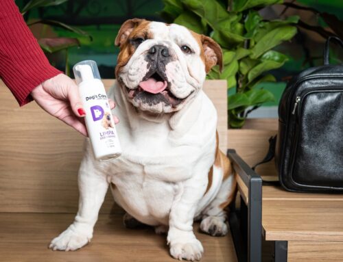 Dobrinhas dos pets gordinhos e os cuidados especiais para evitar dermatites