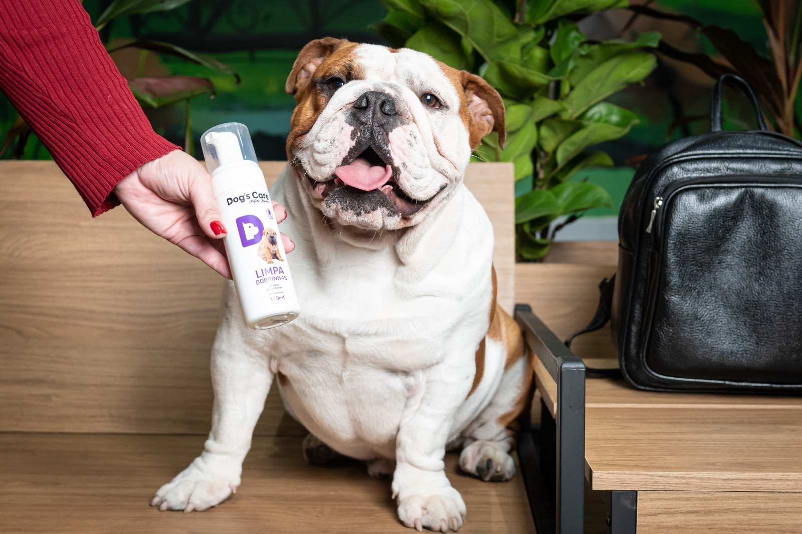 Limpa Dobrinhas Dog`s Care - cuidados especiais para os pets mais gordinhos