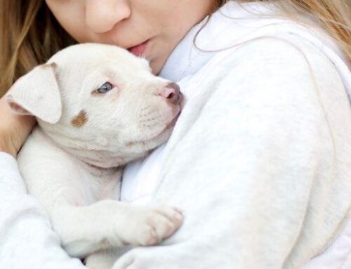 18 de junho – Dia mundial do Orgulho Autista – Saiba como identificar o autismo em cães