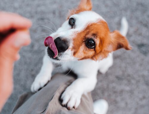 Suplementação natural: o reforço inteligente da Dog’s Care para mais saúde e longevidade