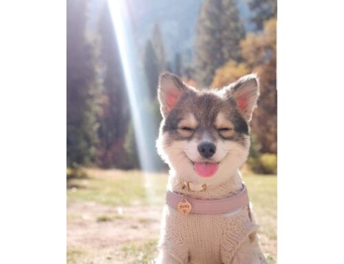 Cuidados com a Imunidade dos Pets no Outono: Rotina Preventiva é o Melhor Remédio